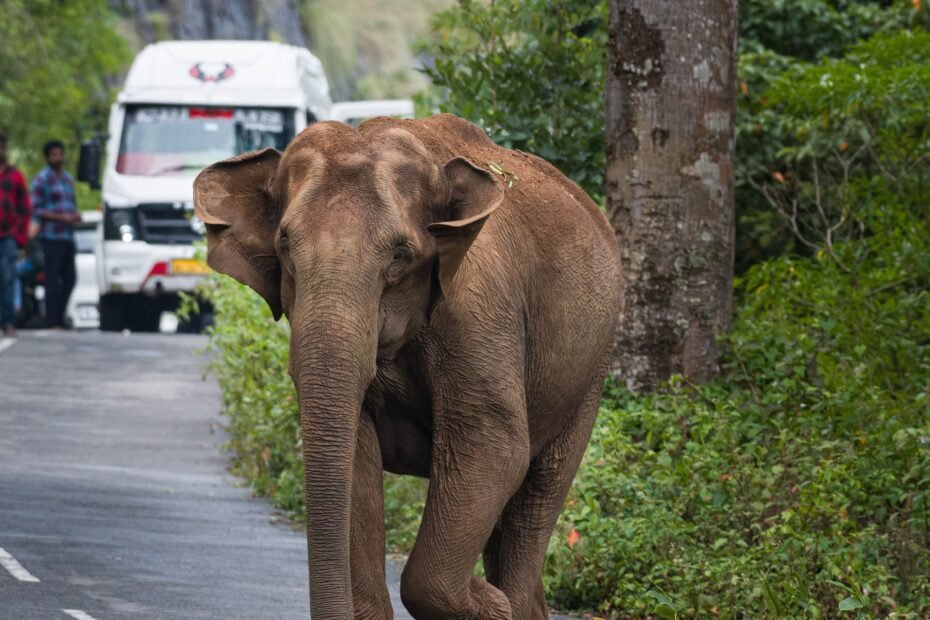 kerala tour